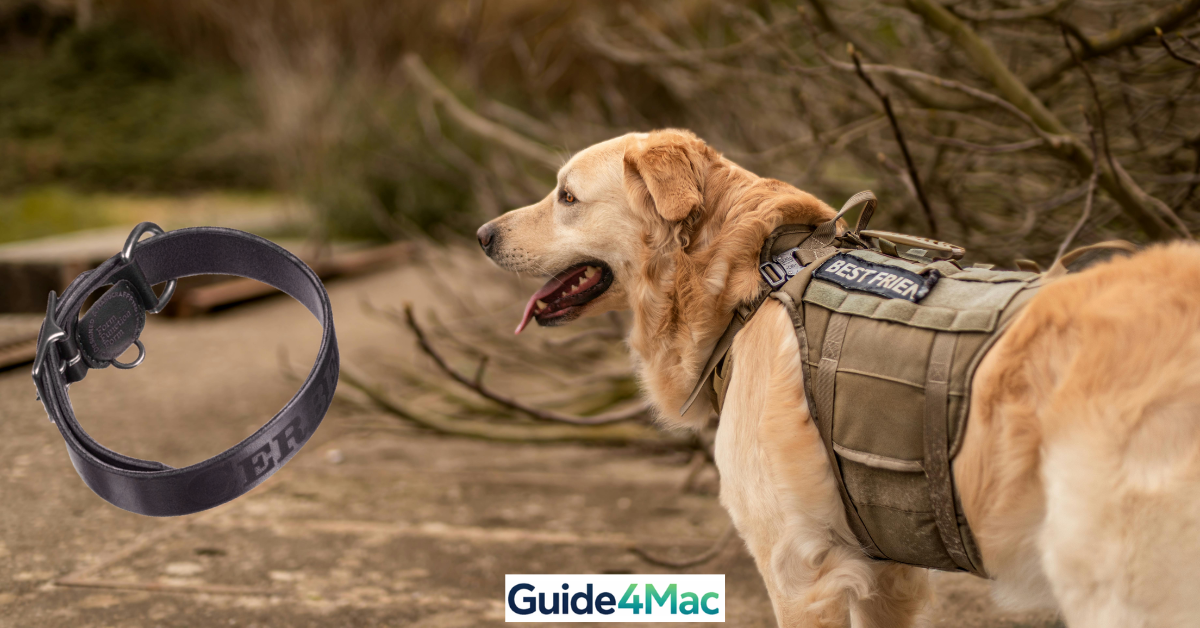 Golden Retriever wearing a rugged black tactical AirTag collar in a forest